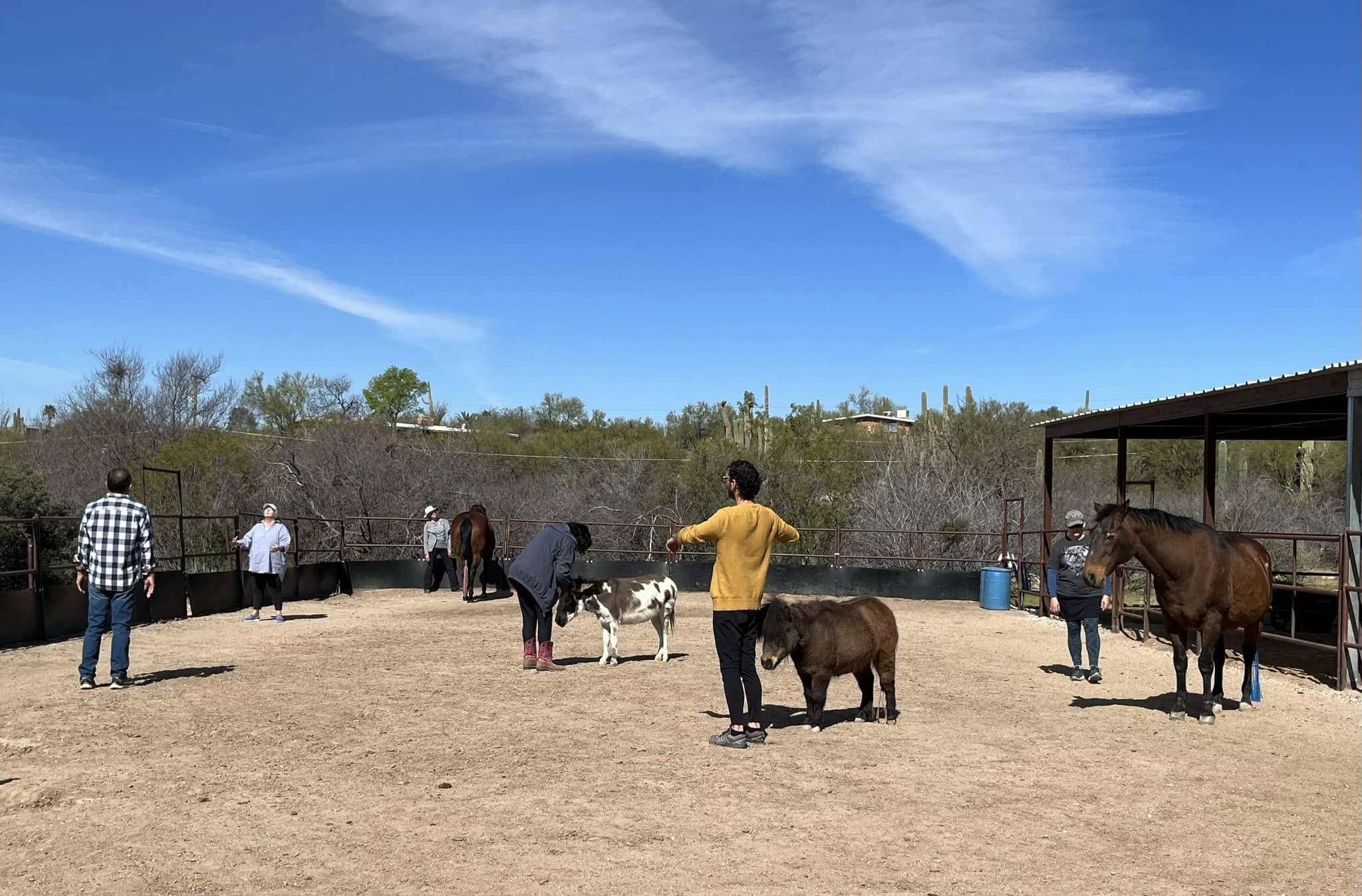 A participant and a horse moving together during an Equinimity session